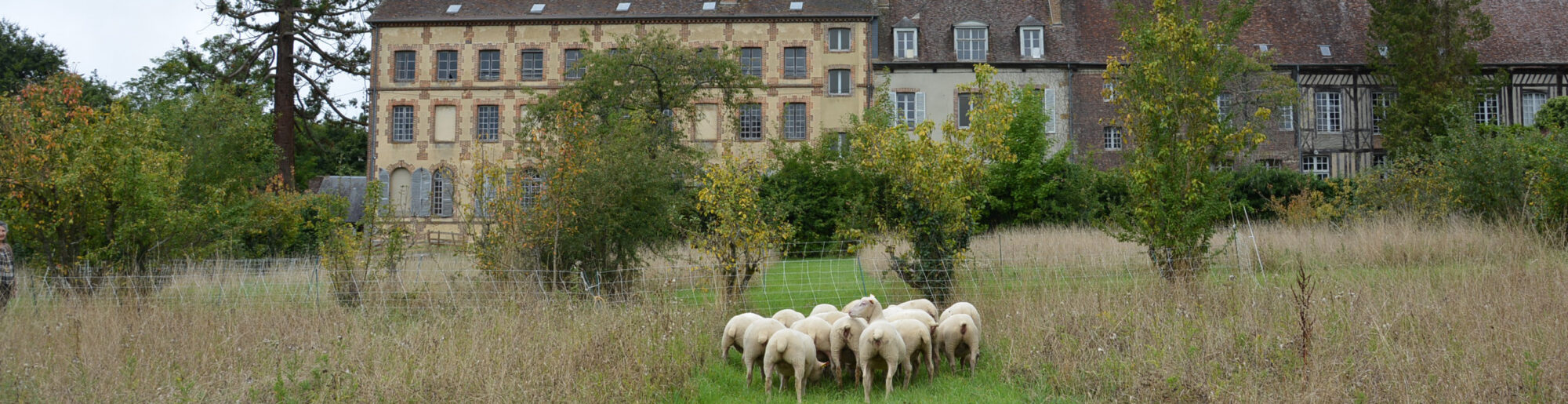 2017.09.05-Moutons AbbayeDSC_0026-Bandeau